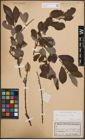 Foto von Salix cinerea L.